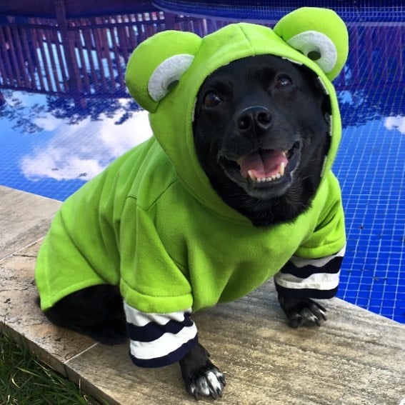 cachorro fantasiado