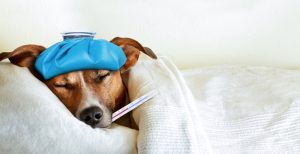 Cachorro gripado com um termômetro na boca e uma bolsa gelada na cabeça