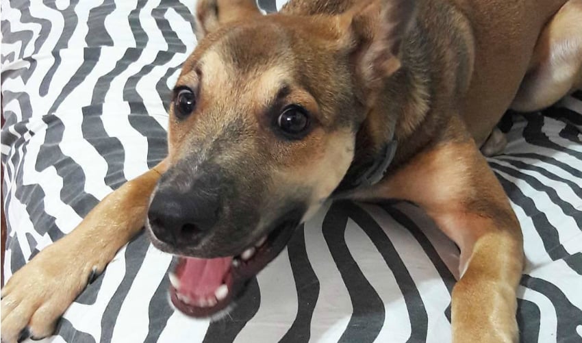 InstaDog: as 10 fotos mais curtidas de junho