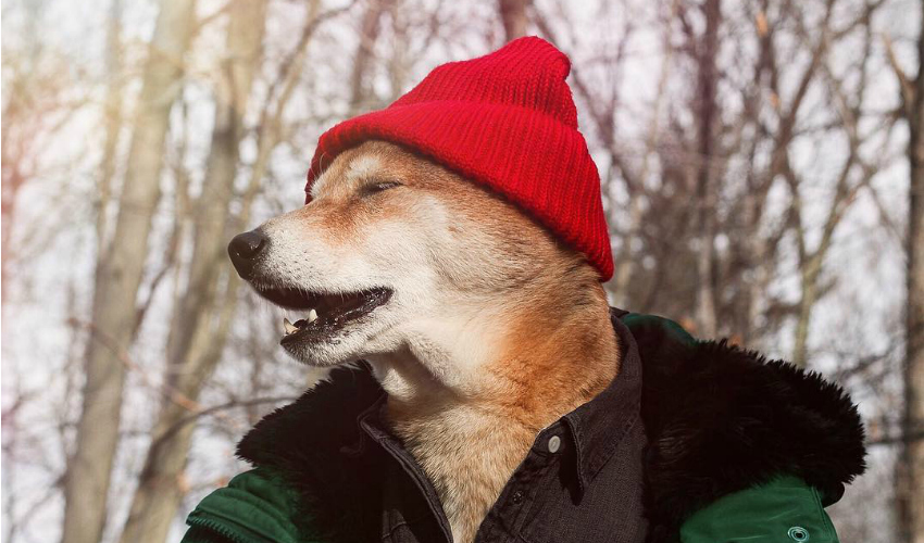 Roupa de inverno para cachorro: os melhores looks