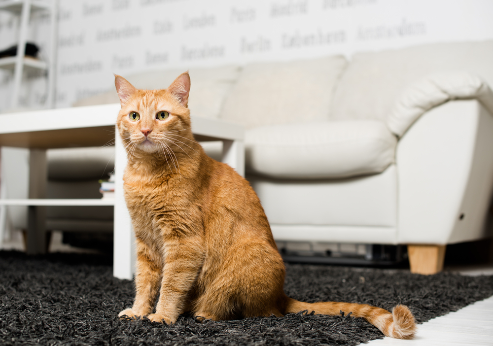 Como adaptar meu gato a uma casa nova