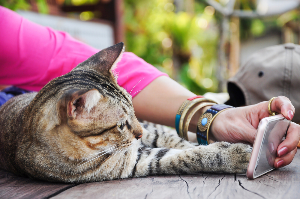 4 Jogos para Brincar com o seu Gato