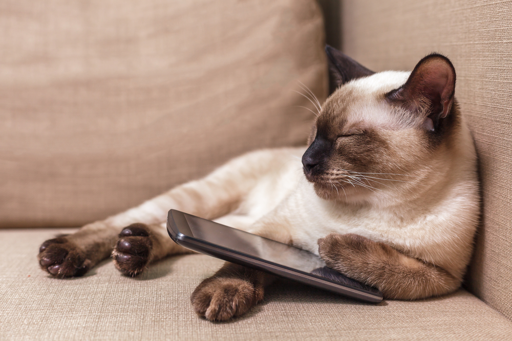Adeus à bolinha: gatos já jogam no smartphone, mas isso é bom para eles? -  08/11/2020 - UOL TILT