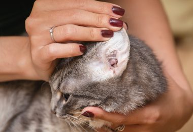 Gatos e visitas: como lidar com essa situação