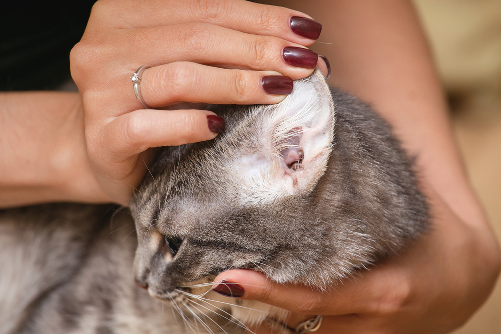 Gatos e visitas: como lidar com essa situação