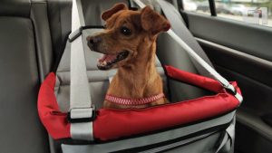 Cachorro dentro do cesto para passeio