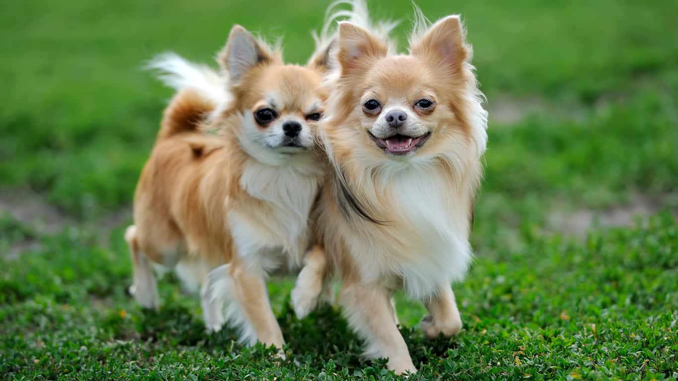 Chihuahua
