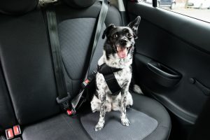 Cachorro sentado no banco do carro