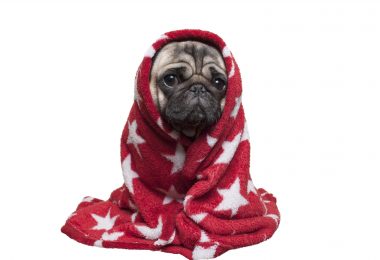 Dicas para ajudar o cachorro a enfrentar o frio!