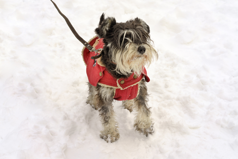 Cachorro com roupa de frio