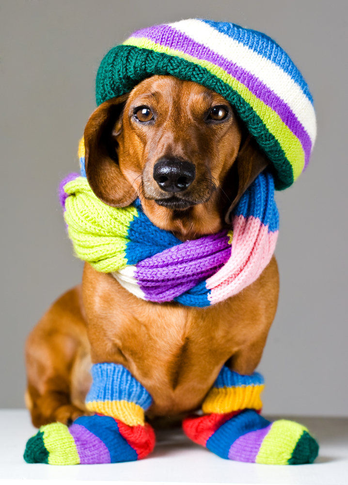 Cachorro com roupa de frio