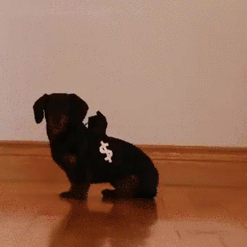 Gif de cachorro