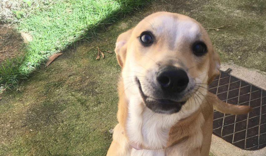 InstaDog: as 10 fotos mais curtidas de agosto - DogHero for dog lovers