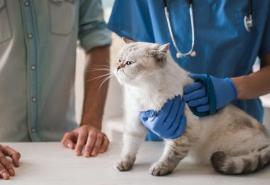 Gatos com FIV: o que é e como identificar essa doença