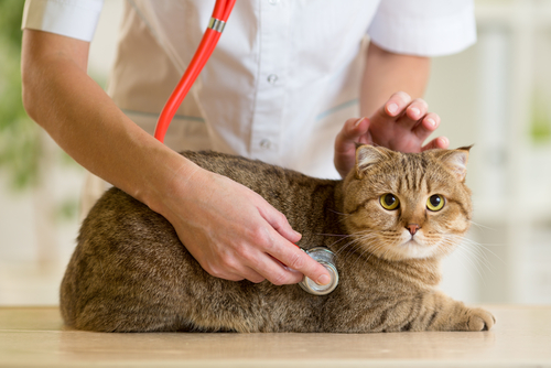 gato_veterinário