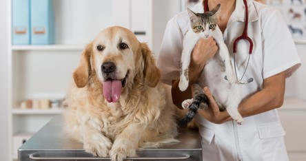 Consulta veterinária pediátrica: o que devo saber?