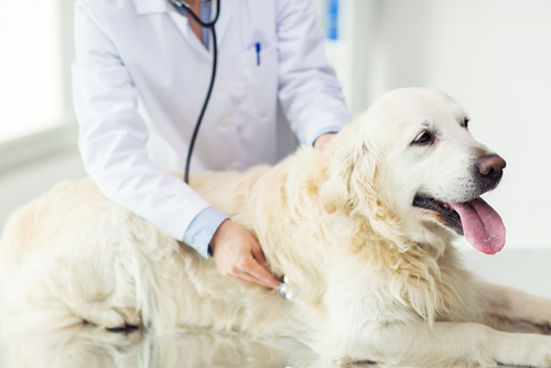 cachorro_veterinário