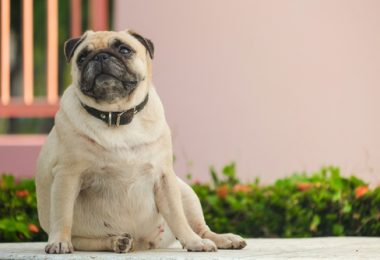 Cães gordinhos