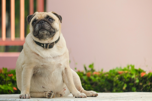 Cães gordinhos