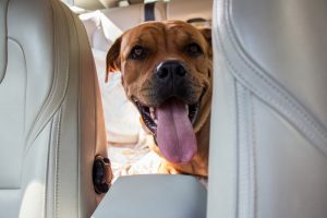 Cachorro dentro do carro