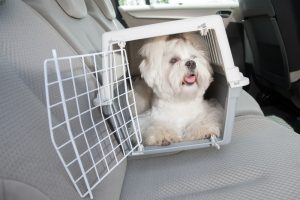 Cachorro na caixa de transporte