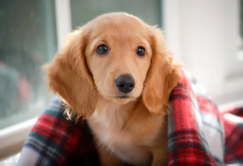 Entenda as fases de desenvolvimento do cachorro filhote