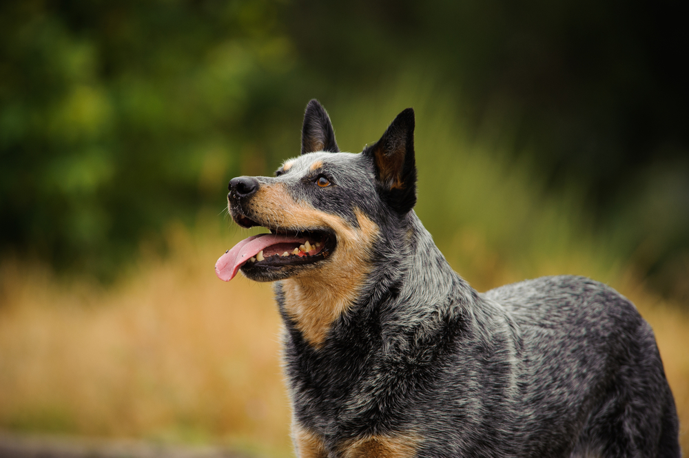 Os 15 cães mais inteligentes - À procura de cão