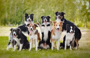 Vários Border Collies reunidos