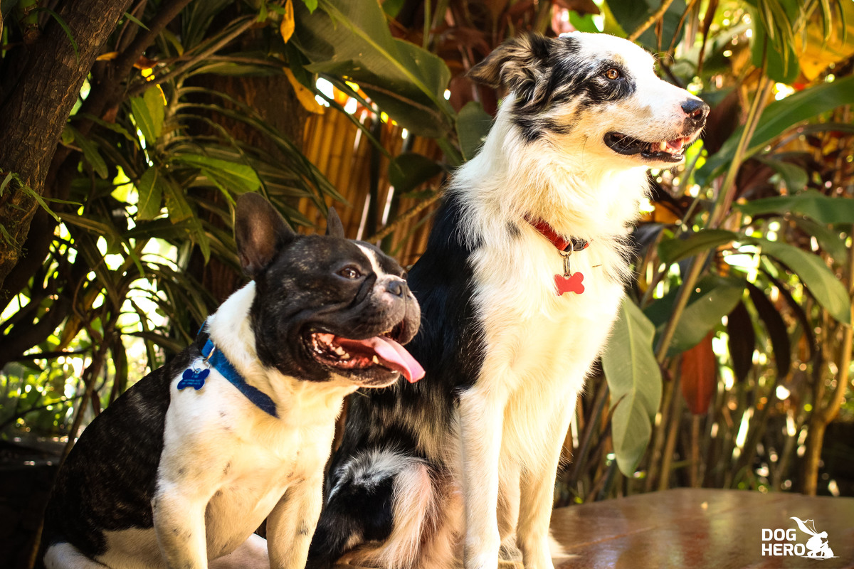 Cachorros podem sorrir ou dar risada?