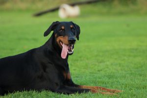 Doberman deitado na grama