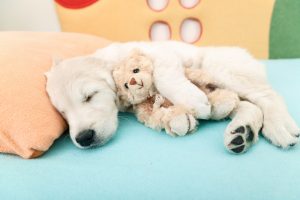 Filhote de cachorro dormindo com um bicho de pelúcia