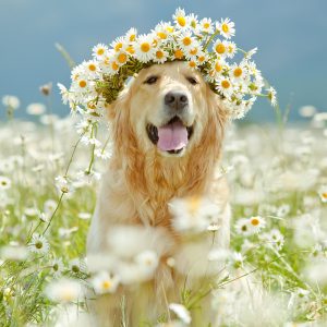 Golden Retriever entre flores