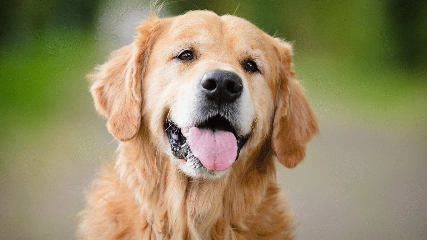 Golden retriever
