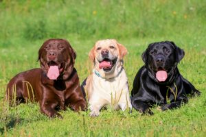 Trio de Labradores