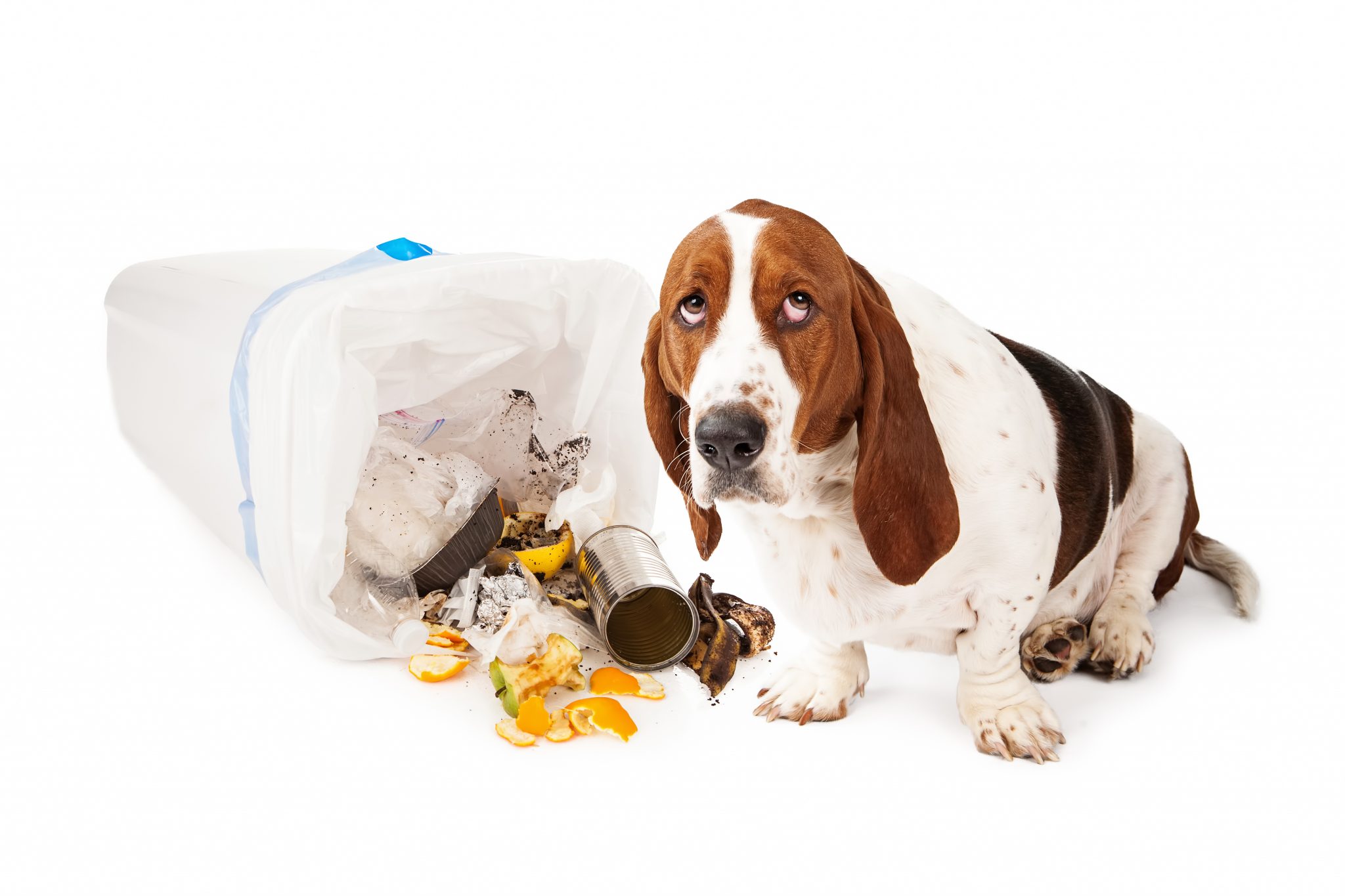 Os cachorros se sentem culpados quando aprontam?