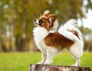 Papillon em cima de um tronco de árvore