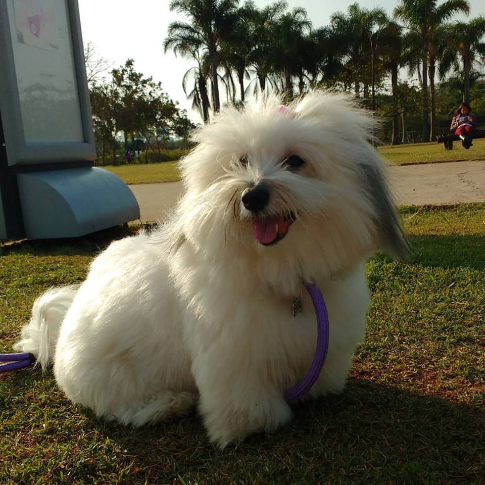 Coton de Tulear: conhece essa raça?