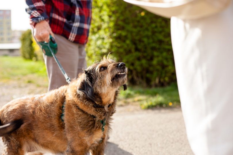 Mordida de cachorro: o que fazer? Como tratar? | Petlove