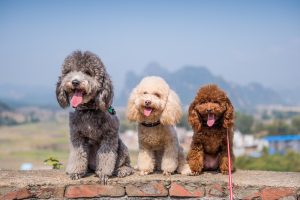 Trio de Poodles