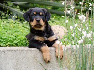 Filhote de Rottweiler