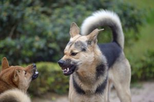 Dois cachorros brigando