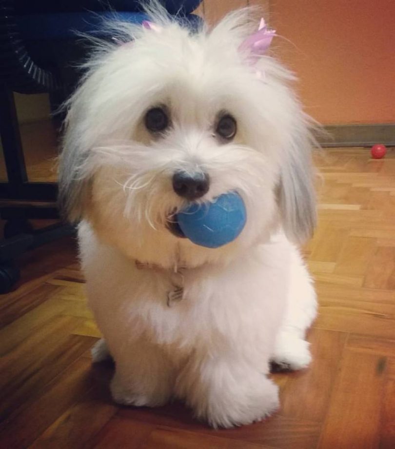 Coton de Tulear conhece essa raça? Petlove