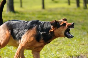 Cachorro aparentemente irritado latindo
