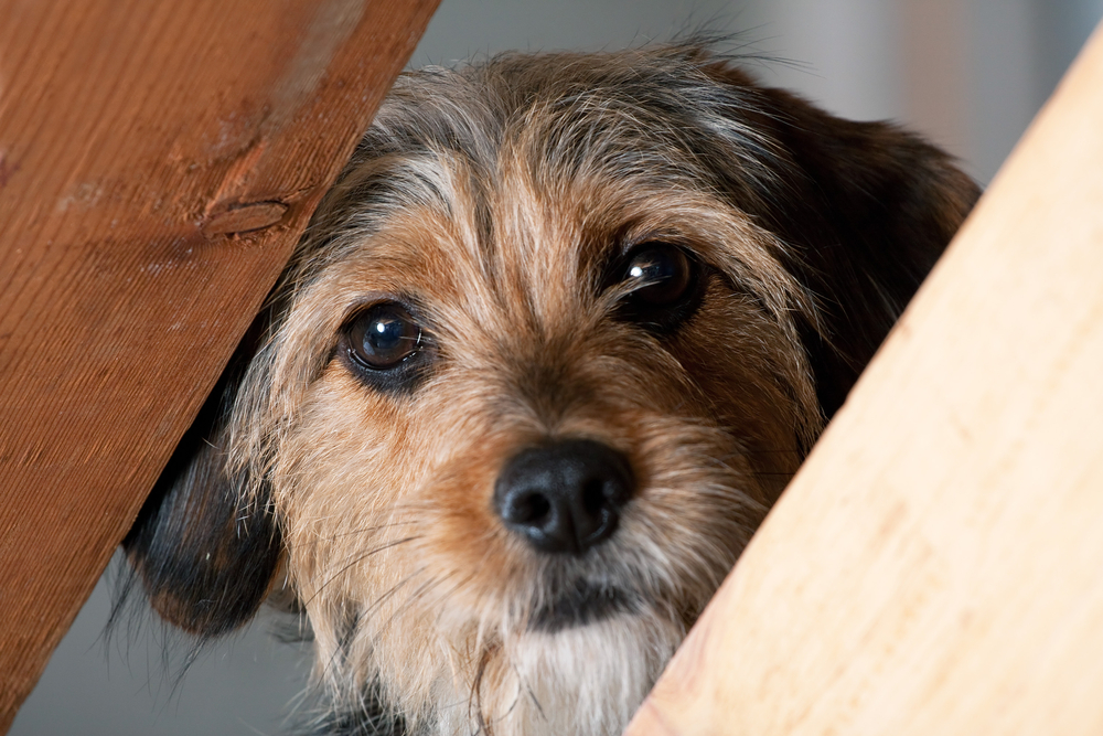 Como lidar com um cachorro medroso?