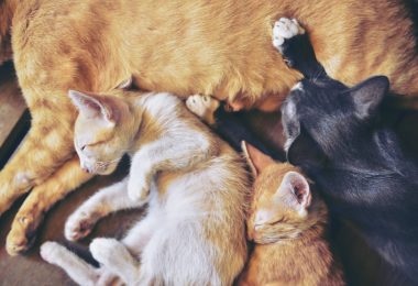 Como desmamar gatinhos sem causar problemas