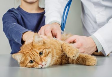 Gatos com FeLV: o que é e como identificar essa doença