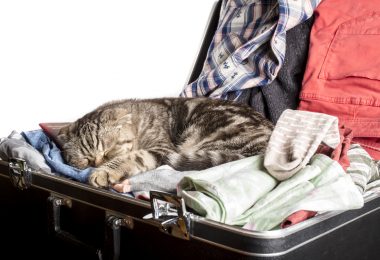 Viajei: deixo meus gatos em hotelzinho ou com petsitter?