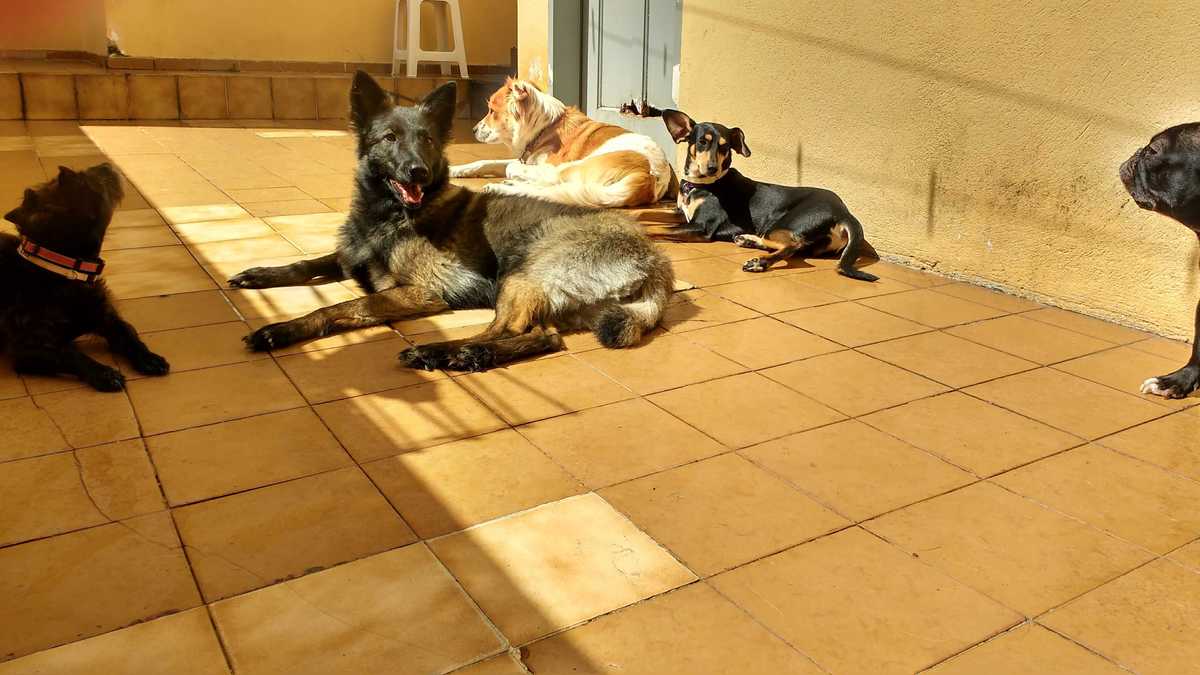 Como preparar a casa para receber um coelho
