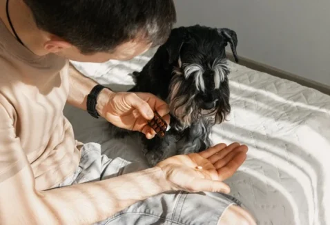 Aprenda como dar remédio para cachorro