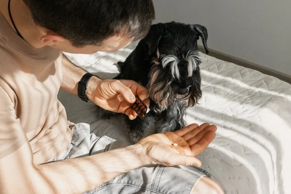 Os perigos da automedicação em cães e gatos